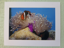 Clownfish in Malu anemone